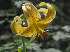Lilium szovitsianum