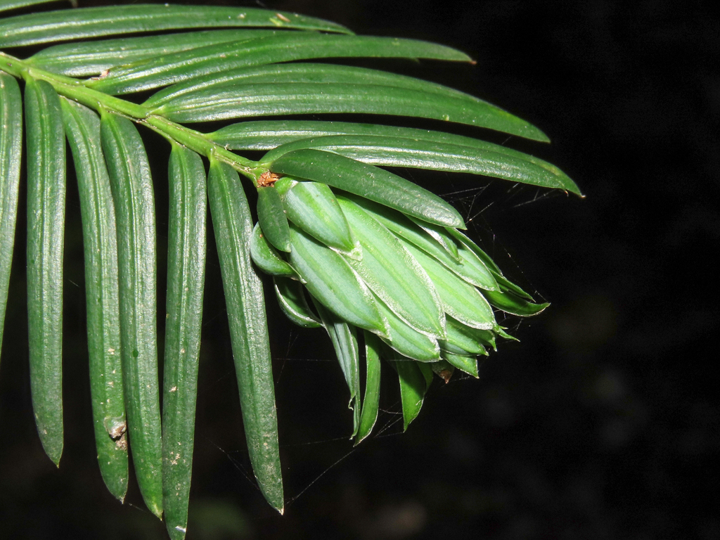 Artichoke Gall-midge