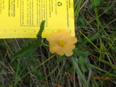 Malvastrum aurantiacum