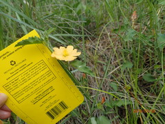 Malvastrum aurantiacum