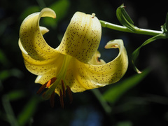 Lilium szovitsianum