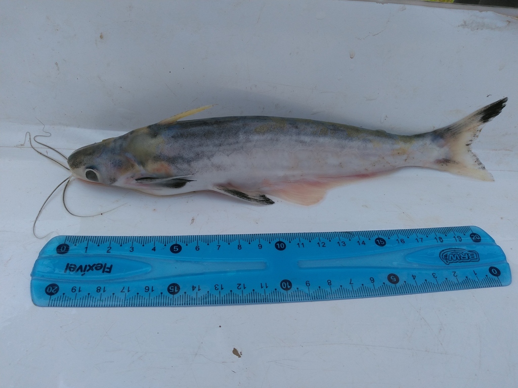 Beenbaard-houtmeerval (Auchenipterus osteomystax) — Auchenipteridae