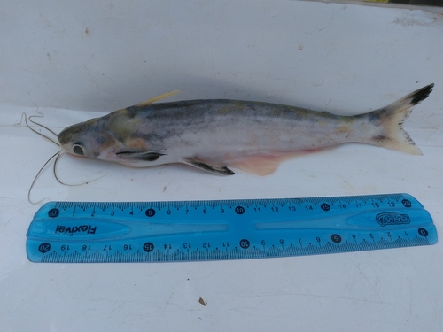Bonebarbel woodcat (Auchenipterus osteomystax) — Auchenipteridae