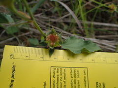 Malvastrum aurantiacum