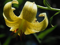 Lilium szovitsianum