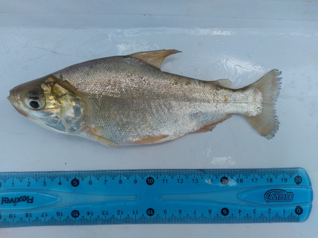 Potamorhina