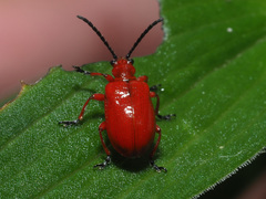Lilioceris faldermanni