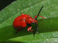 Lilioceris faldermanni