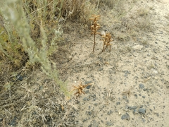 Orobanche cernua