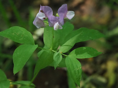 Lathyrus laxiflorus