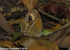 Mycalesis patnia