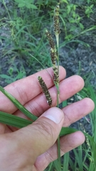 Carex shortiana