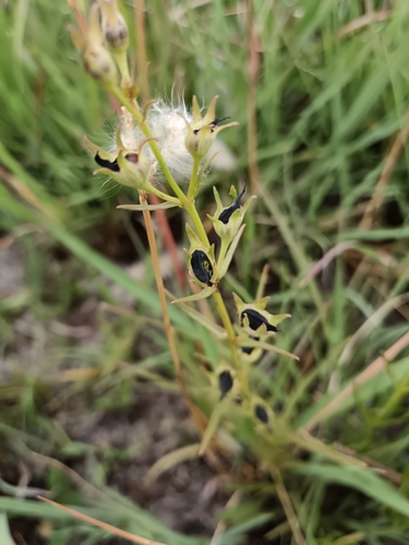 Image of Cycnium tubulosum by (c) Hildegard Klein, some rights reserved (CC BY)