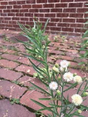 Erigeron strigosus