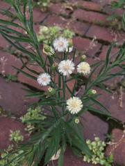 Erigeron strigosus