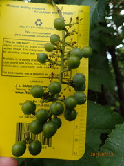 Vitis cinerea helleri