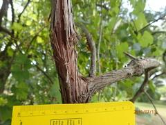 Vitis cinerea helleri