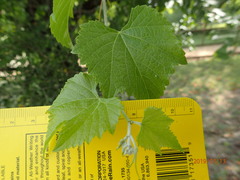 Vitis cinerea helleri