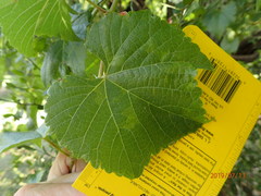 Vitis cinerea helleri