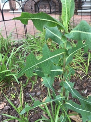 Lactuca serriola