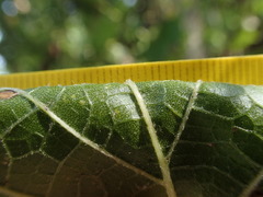 Vitis cinerea helleri