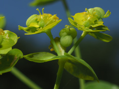 Euphorbia iberica