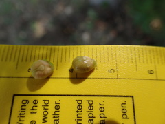 Vitis cinerea helleri