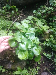 Micranthes odontoloma