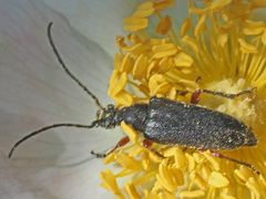 Anoplodera rufipes