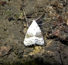 Meganola albula