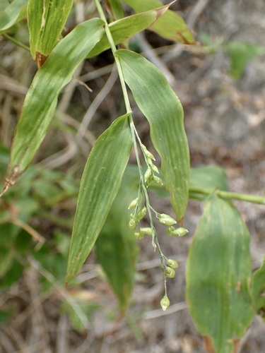 Climbing tribisee (Lasiacis ruscifolia)