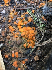 Anthracobia muelleri