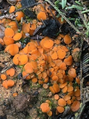 Anthracobia muelleri