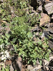 Scrophularia desertorum