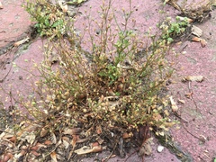 Arenaria serpyllifolia