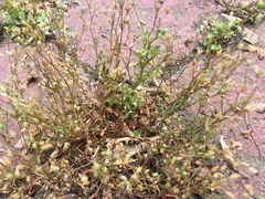 Arenaria serpyllifolia