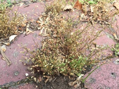 Arenaria serpyllifolia