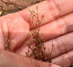 Arenaria serpyllifolia