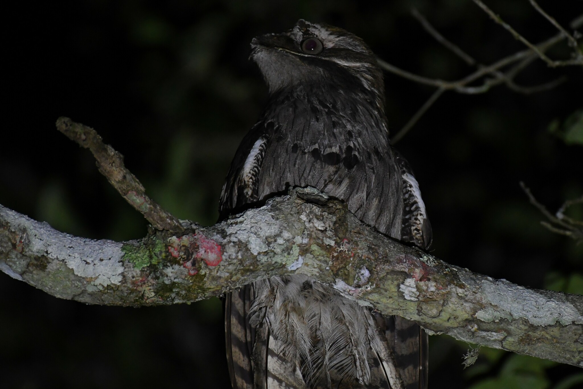 Long-tailed Potoo (Nyctibius aethereus), photo 3