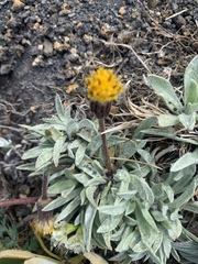 Raillardella argentea