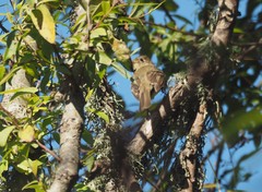 Empidonax difficilis