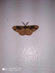 Parapholodes fuliginea