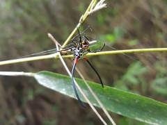 Gasteracantha sanguinea