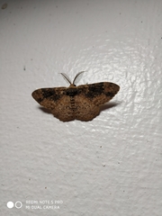 Parapholodes fuliginea