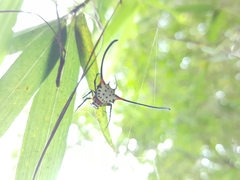 Gasteracantha sanguinea