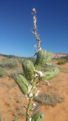 Yucca angustissima kanabensis