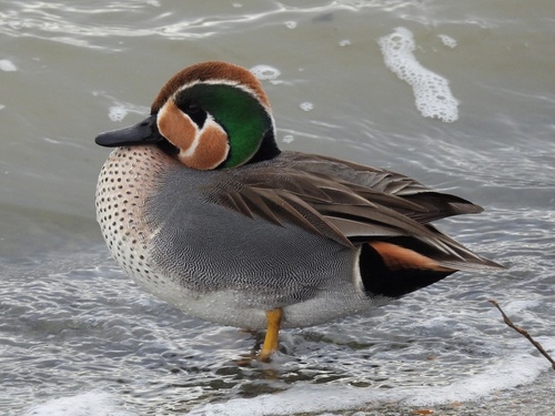 Baikal Teal