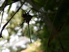 Gasteracantha sanguinea