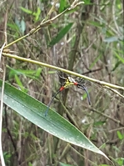 Gasteracantha sanguinea