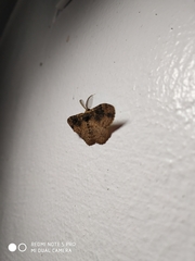 Parapholodes fuliginea